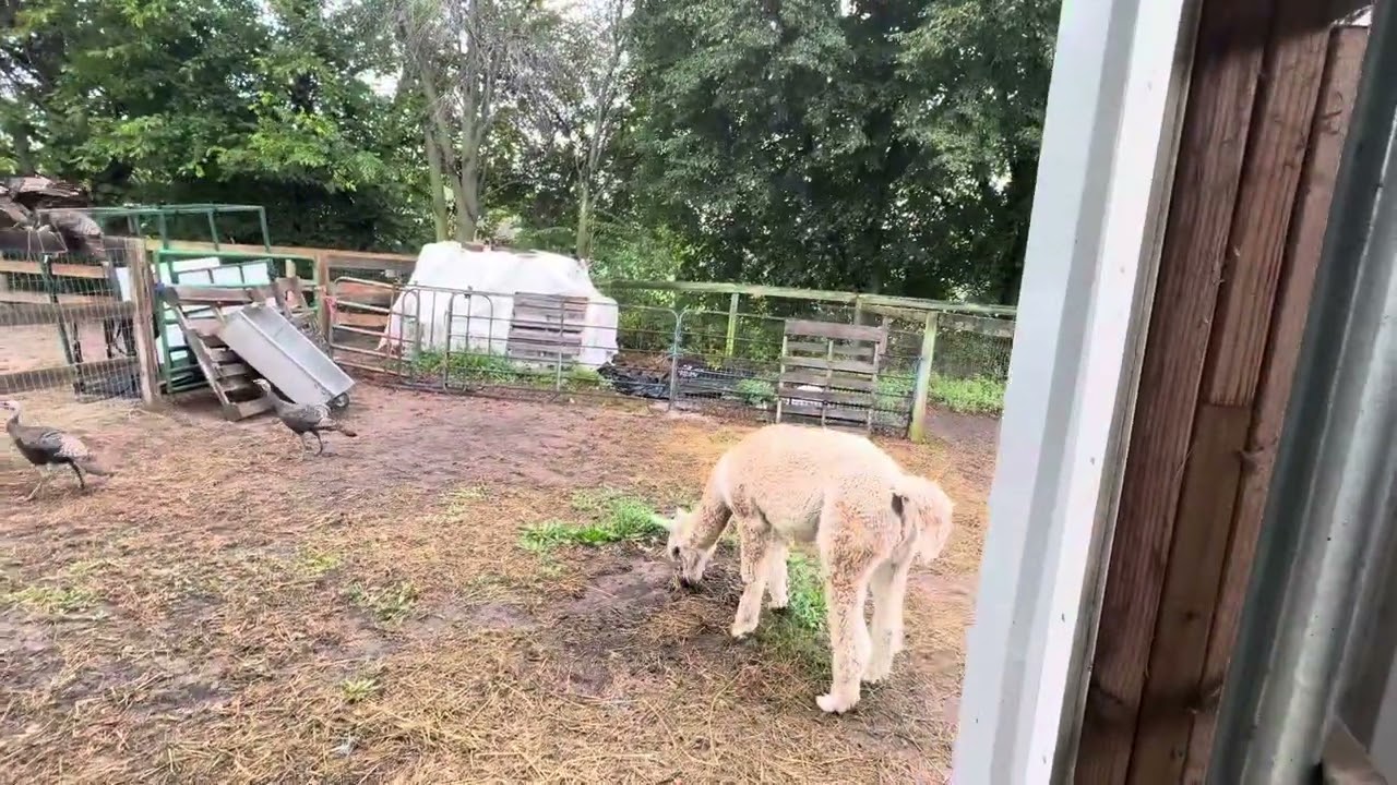 Choo Choo Charlie vs Turkeys 