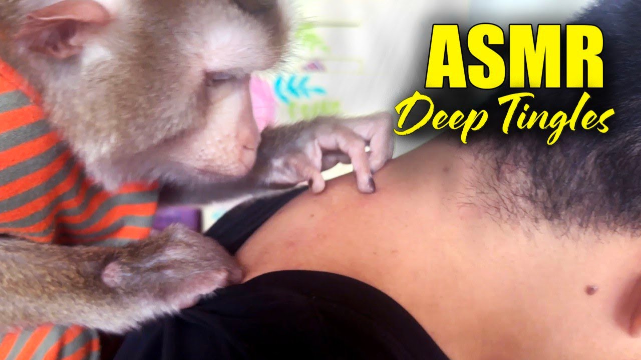 I Let A Monkey Groom Me | The Unintentional ASMR of Monkey Grooming Human