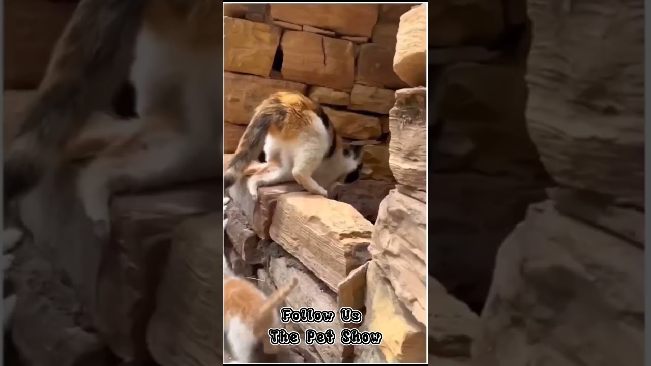 imposter.  did see the imposter!?  #cat #funny #shortsvideo #kittens #cr7 #puppy #catlover #messi