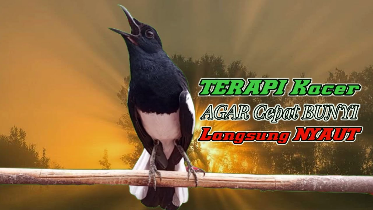 TERAPI KACER NGEPLONG MEMANCING KACER APASAJA BIKIN LANGSUNG NYAUT IKUT BUNYI GACOR