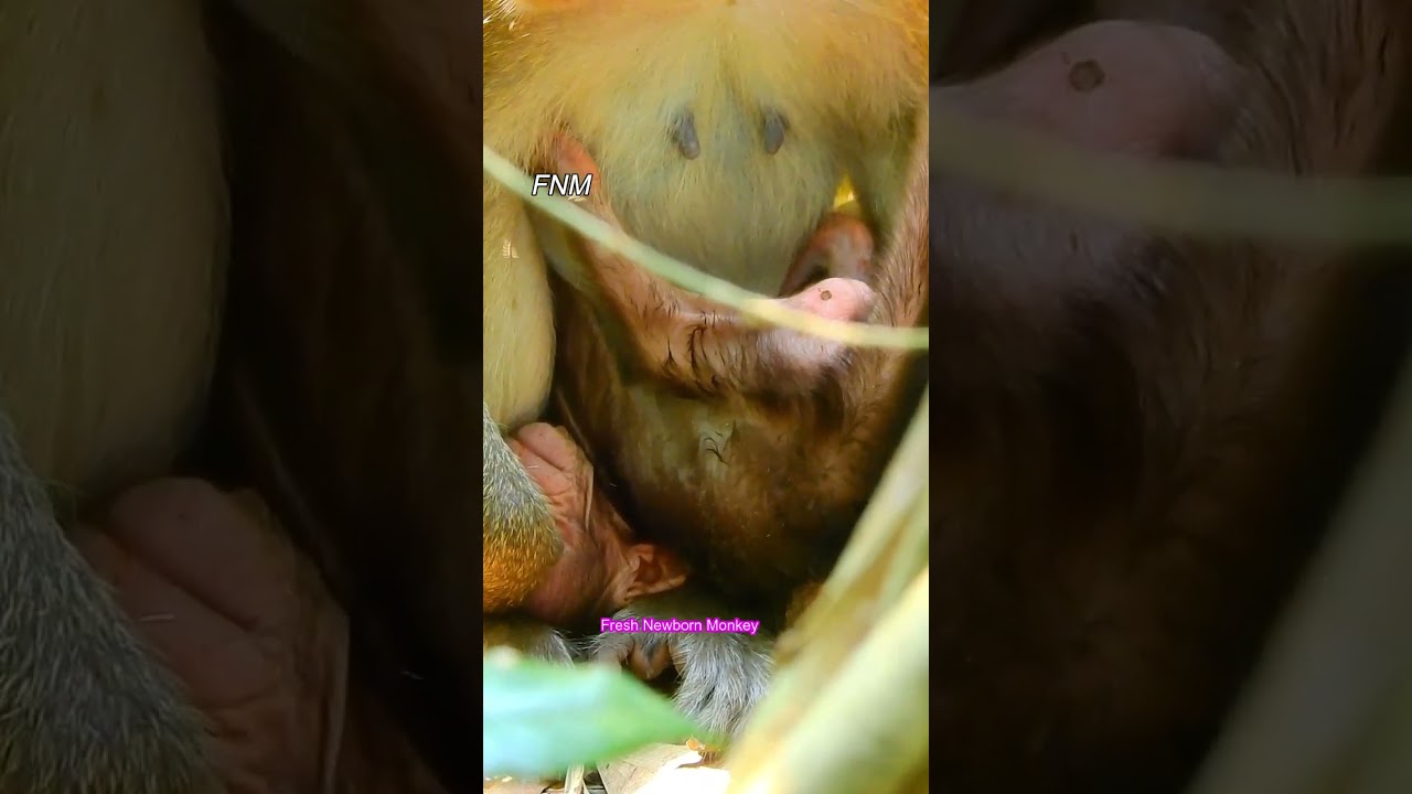 Poorest baby monkey in the troop, Million pity to see mom not feed like this