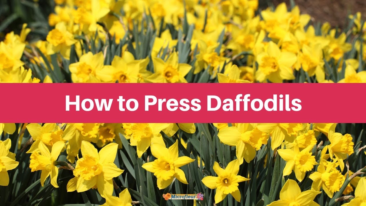 Pressing Daffodils