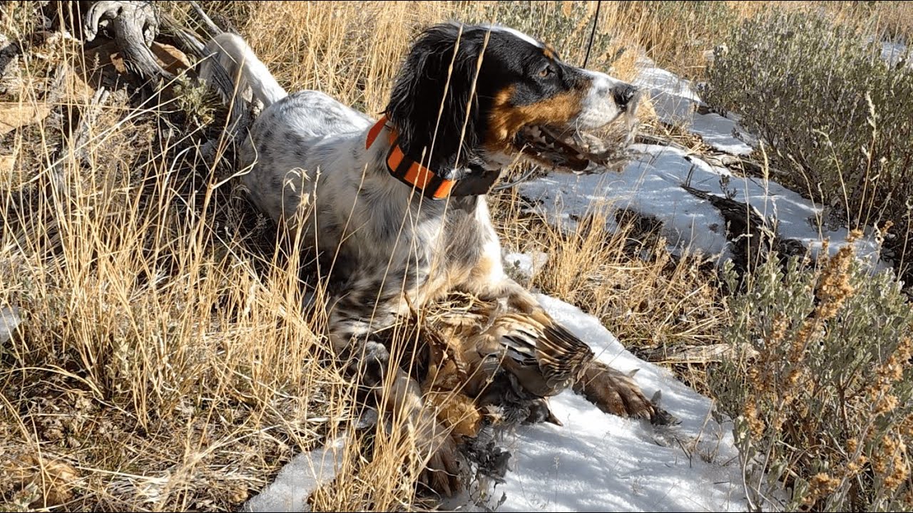 E-Scouting for Chukar Pays Off  |  New Years Chukar Hunt