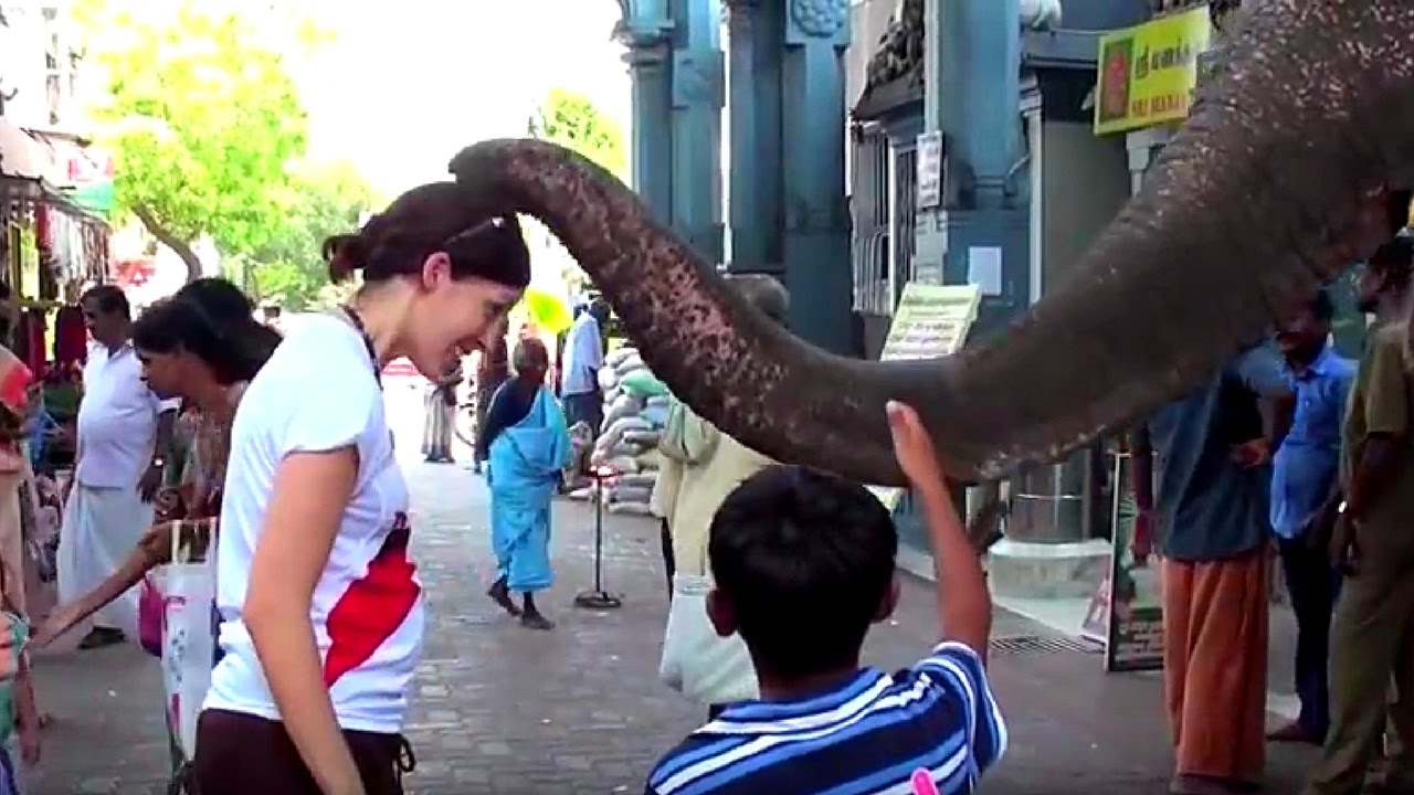 Getting an Elephant Blessing with 4 Kids in Pondicherry India