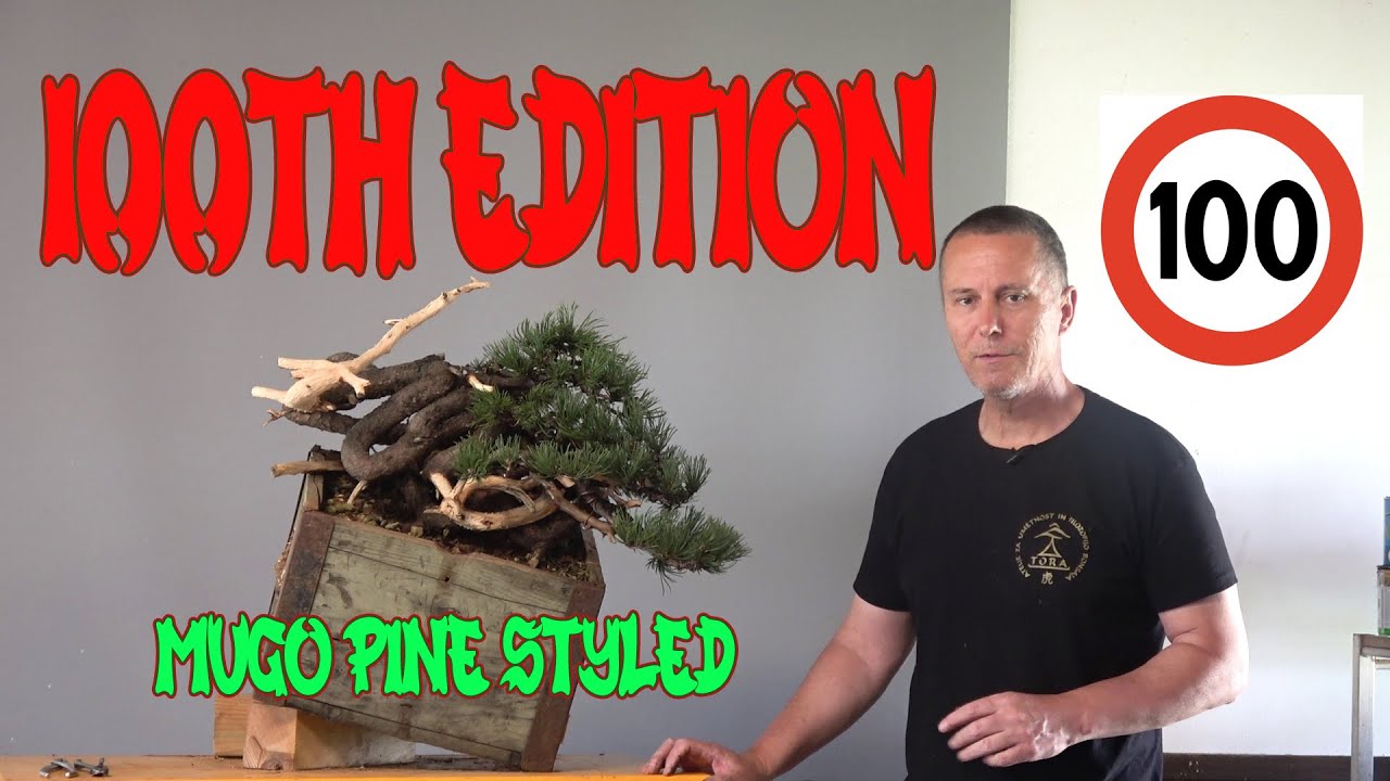 100th edition, Mugo pine styled