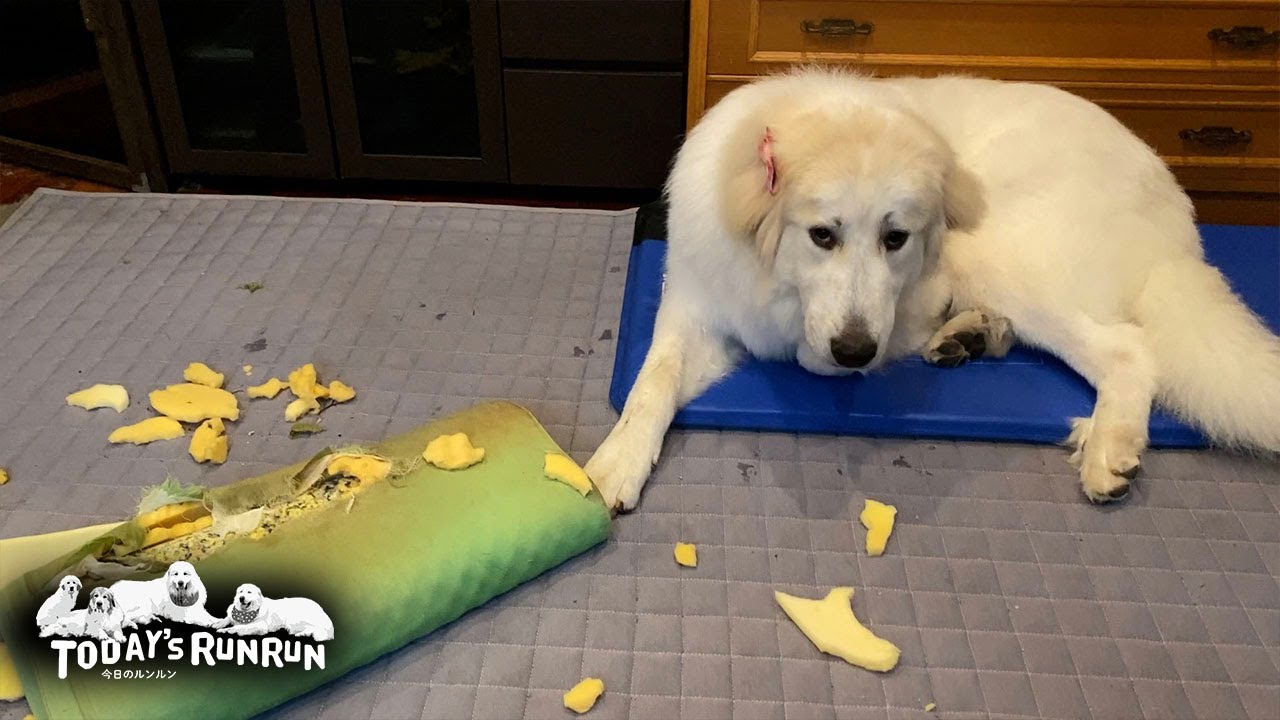 枕とメガネを壊してお父さんの部屋立ち入り禁止危機のリリーです　Great Pyrenees　グレートピレニーズ
