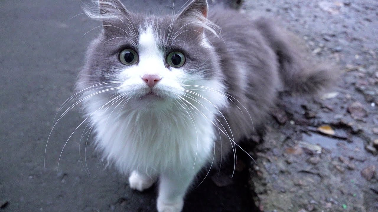 Beautiful cat without abandoned kittens today