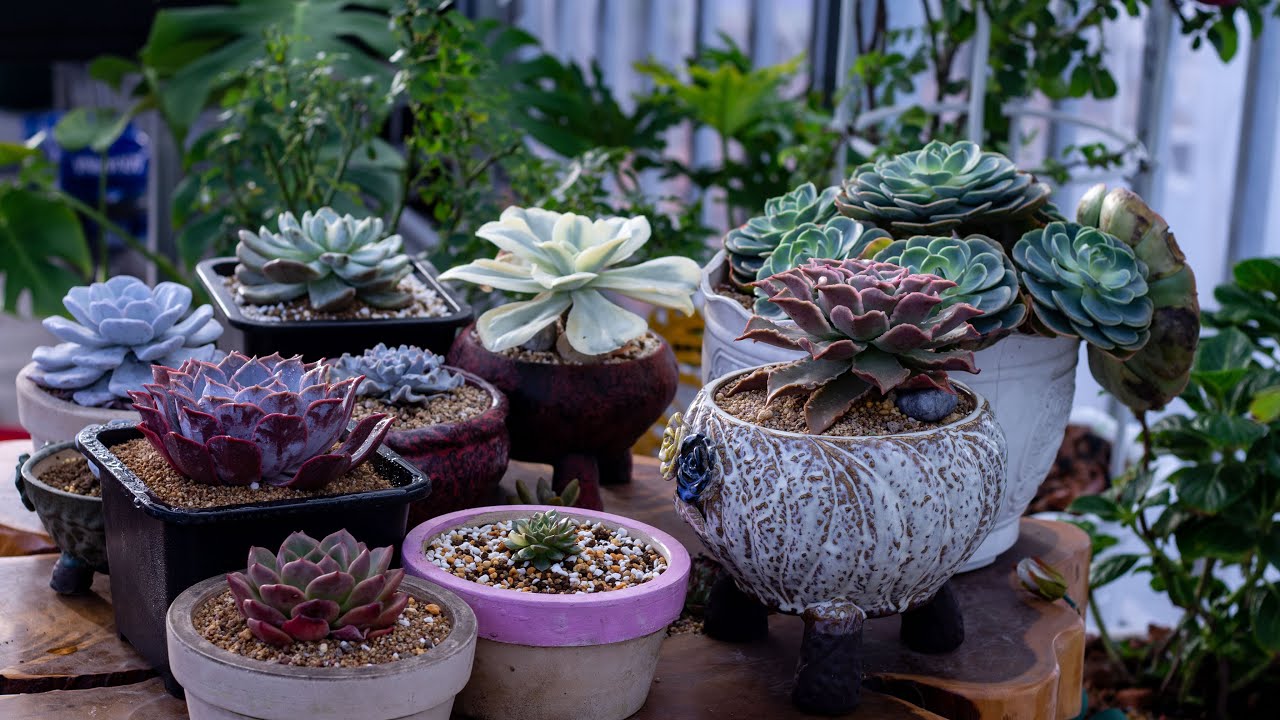 CHỌN CHẬU PHÙ HỢP CHO SEN ĐÁ  | 다육식물 | 多肉植物 | Suculentas
