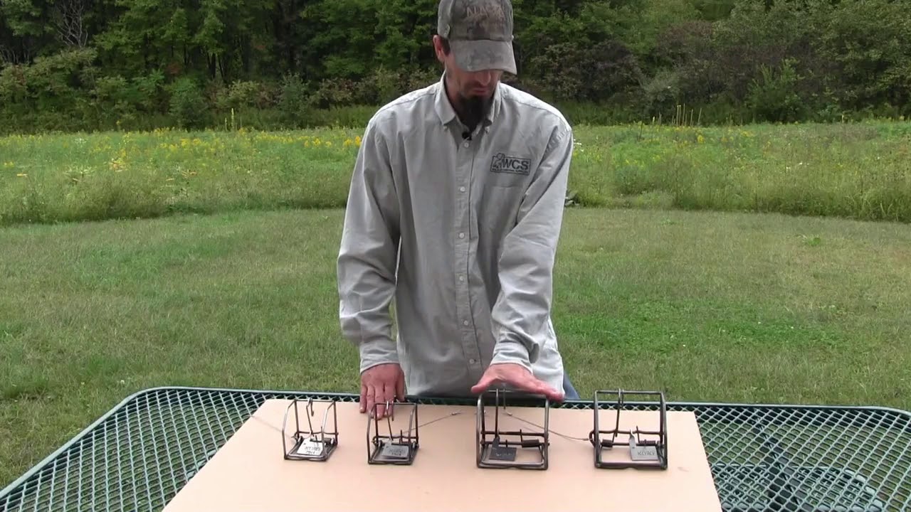 Koro Rodent Traps