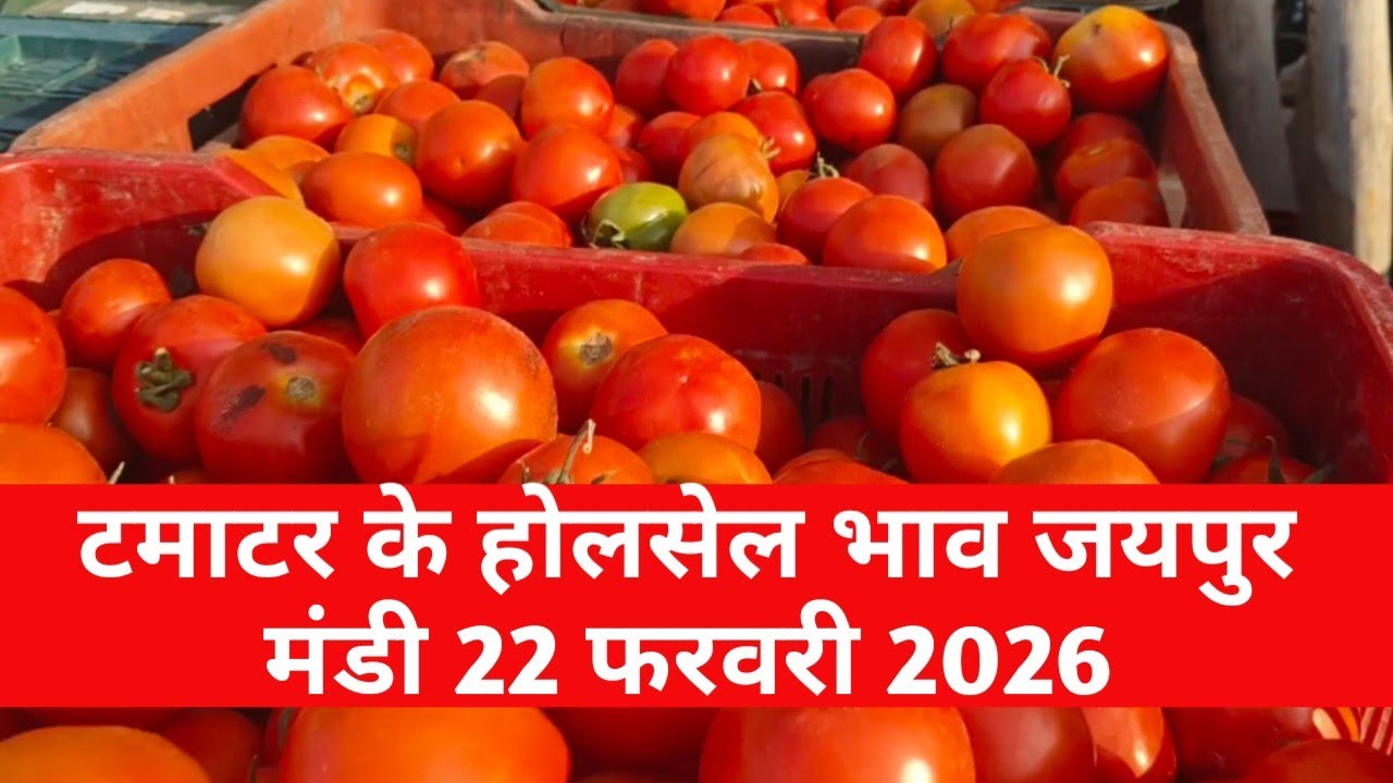 22 फरवरी 2026 टमाटर का होलसेल भाव जयपुर मुहाना मंडी / टमाटर का ताजा भाव / jaipur mandi bhav 