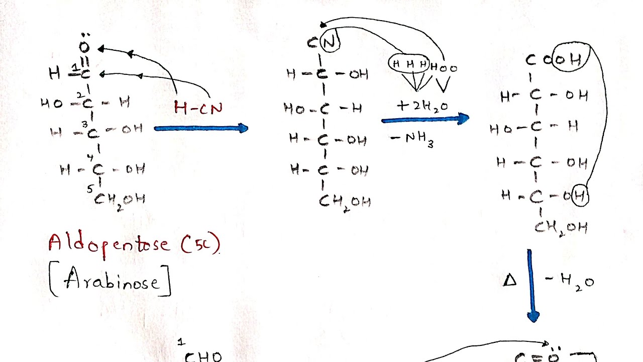 Kiliani Fischer synthesis | Interconversion of Aldopentose to Aldohexose | Arabinose to Glucose