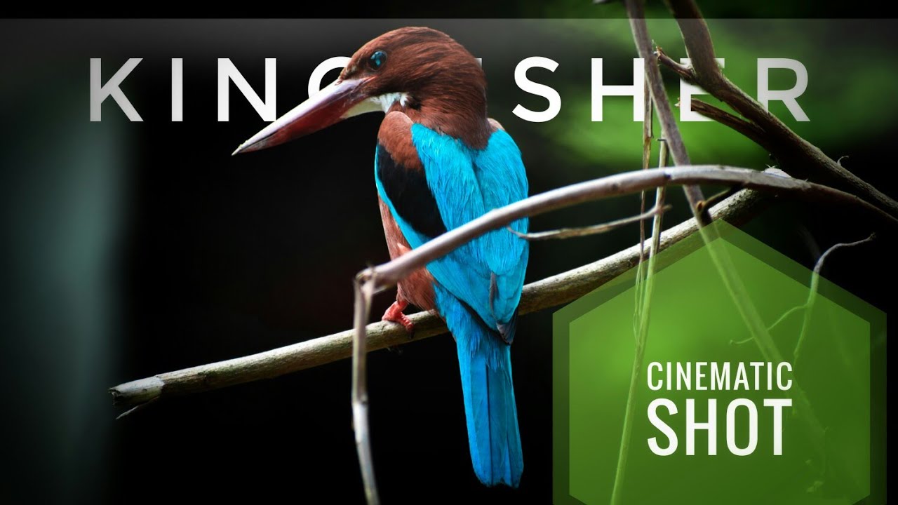 Kingfisher bird caught on camera || Cinematic shot || Neil's Photography ||