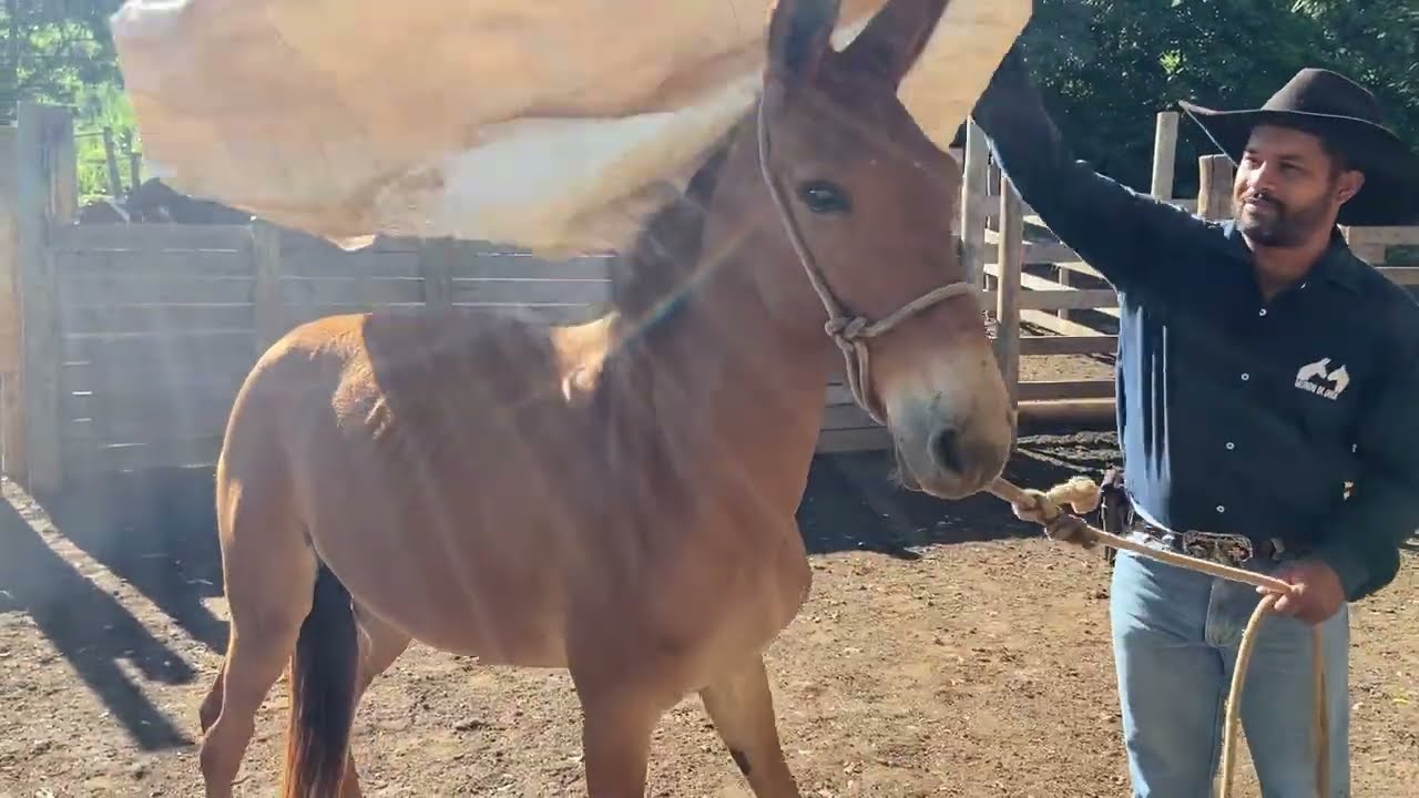 “Não é fácil corrigir um Burro Pulador 