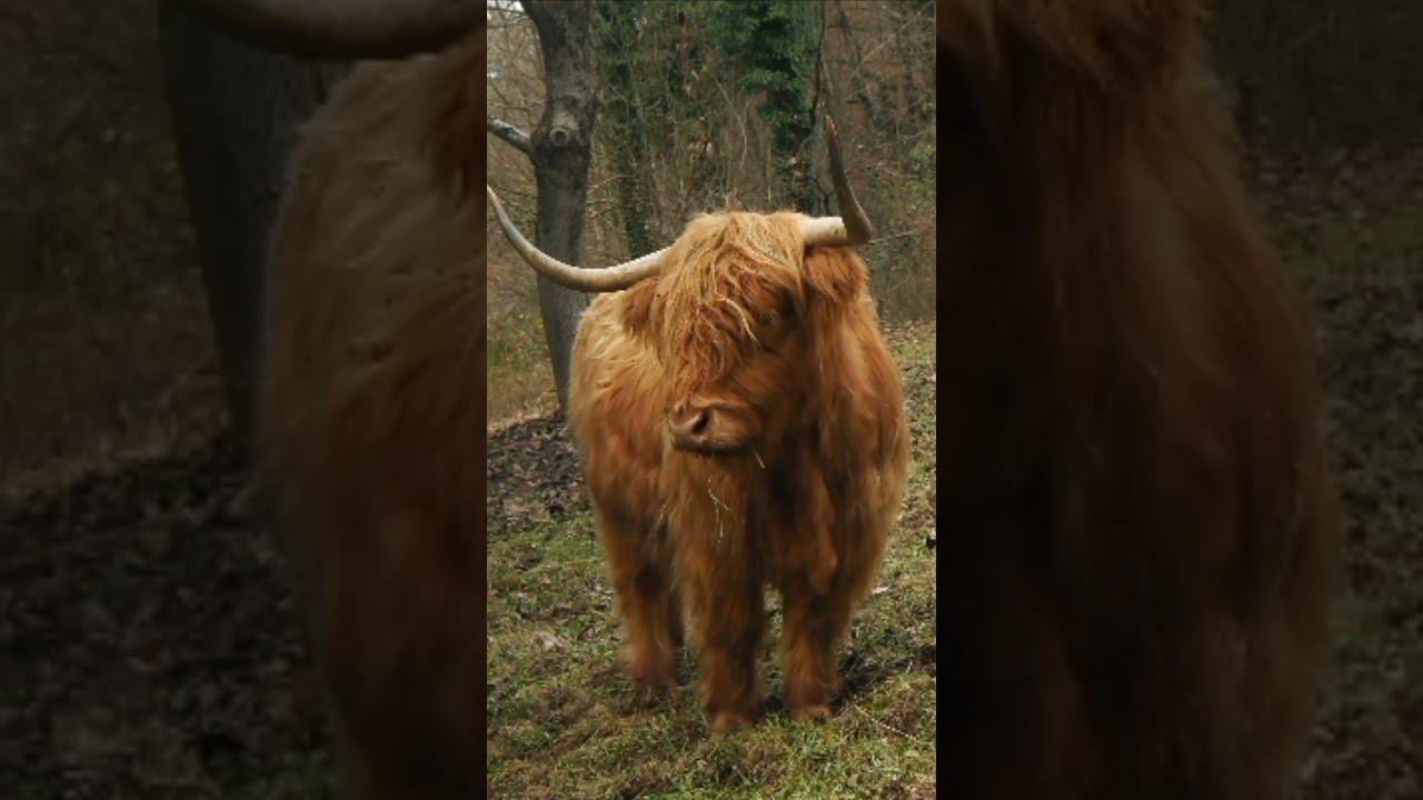 Galloway cattle || Highland cattle || Miniature cattle #shorts #short_beta #short #short_video