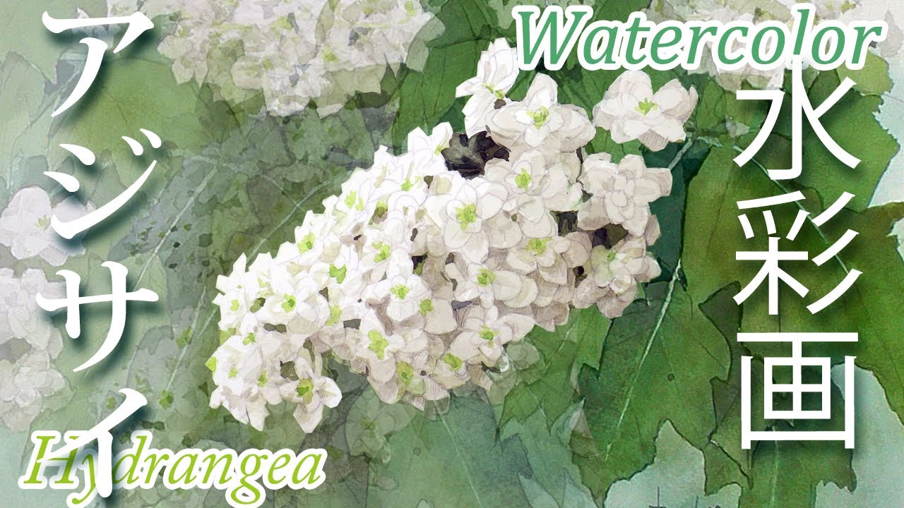 【はるき堂おおだんな】かしわばアジサイ　Hydrangea　Flower paintings that fail often NO.1