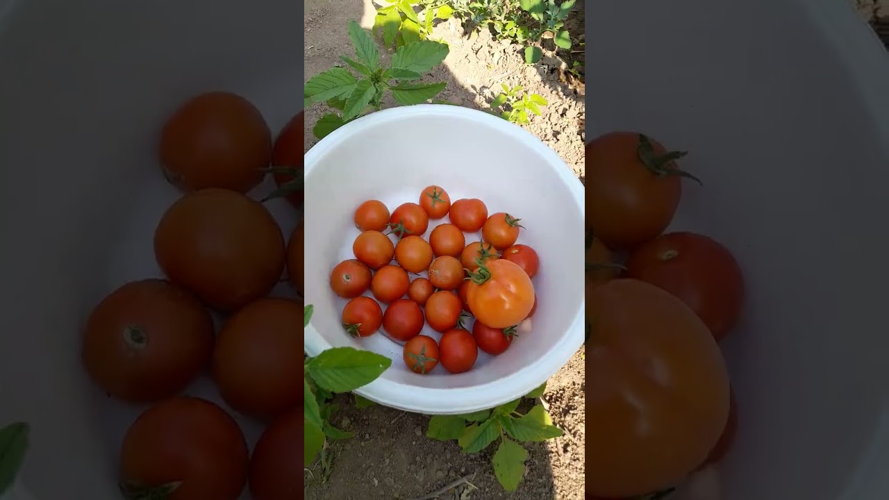 Biberlerde sondurum #organik #hobibahçesi #köy #garden  