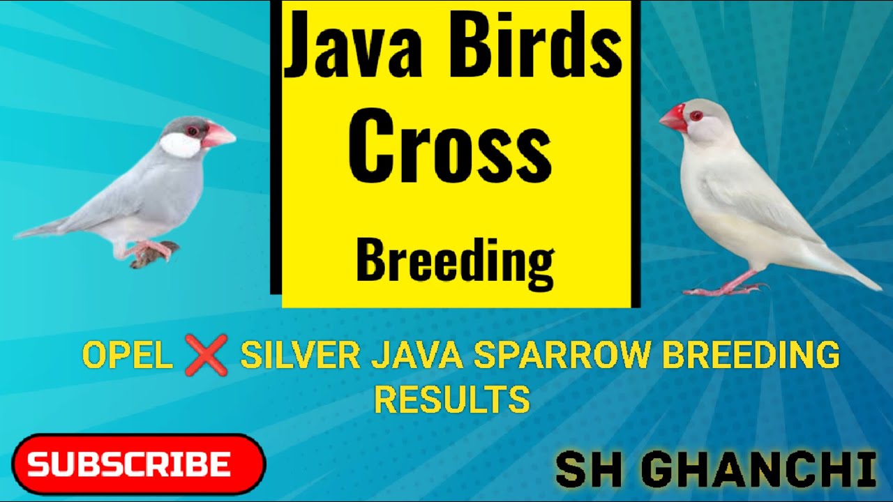 Java Sparrow Cross Beeding | Java Sparrow Breeding Results | SH Ghanchi