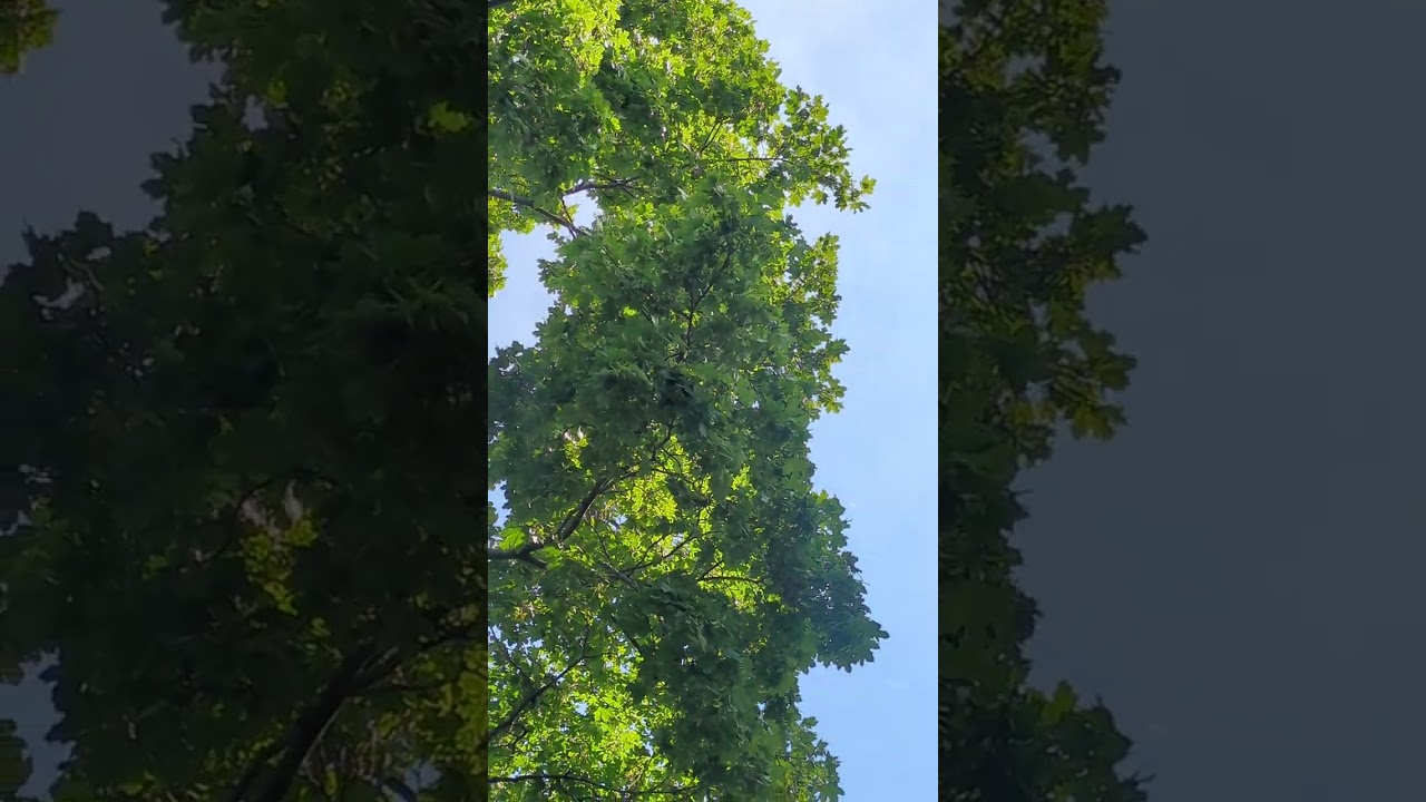 Balcony Sound Bath --- Sound Healing | Crystal Bowls | Sound Therapy | Meditation | Nature