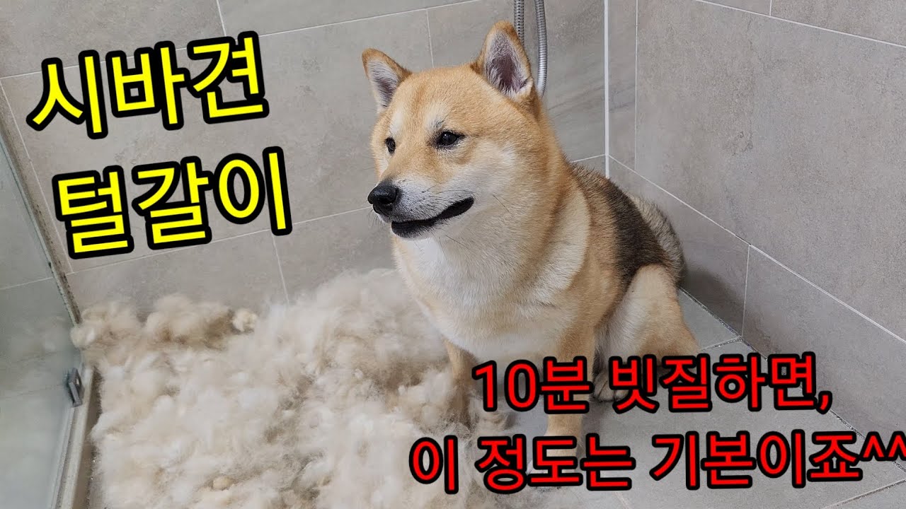 시바견 키우실분 꼭 보세요/ 시바견 털갈이 / 10분만 빗겨도 이정도