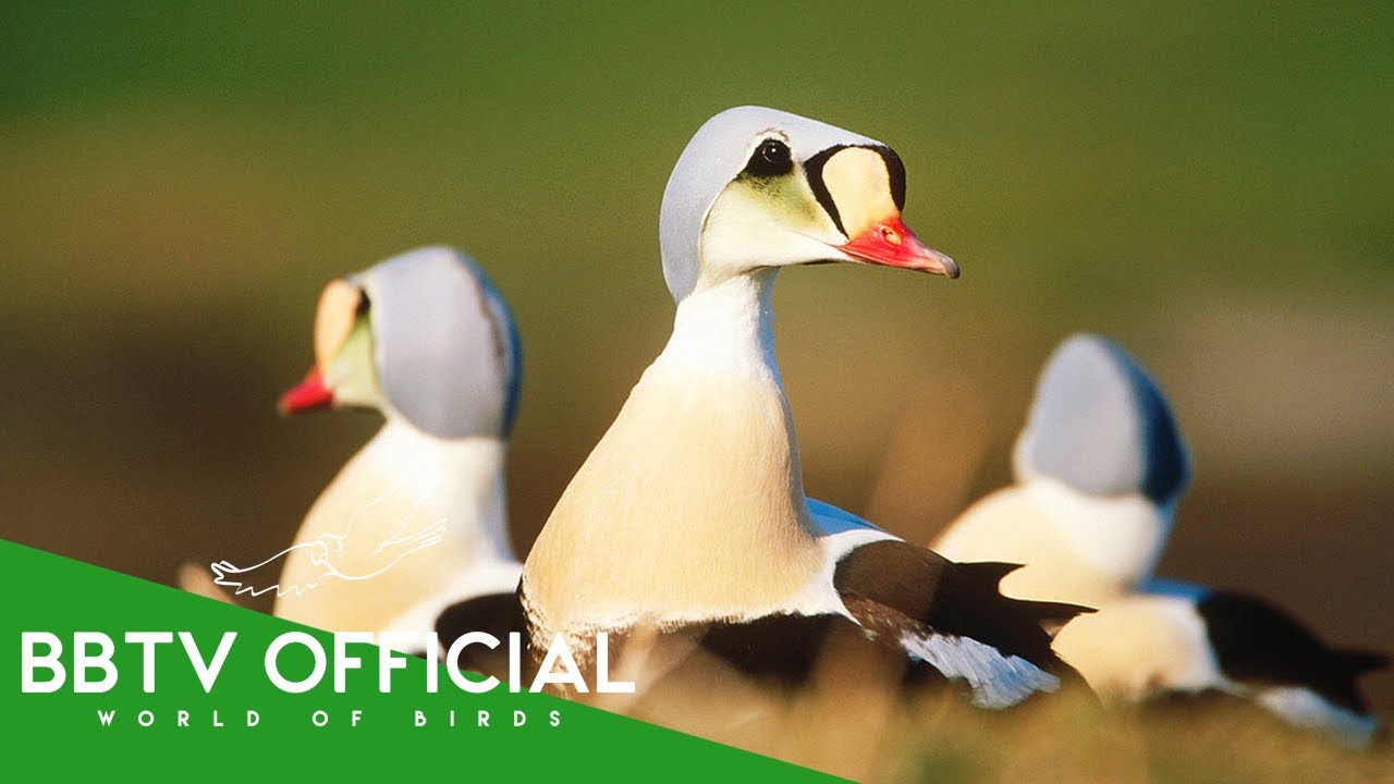Most Beautiful Birds of Europe | Stunning Europe Birds You Must See | BBTV Official