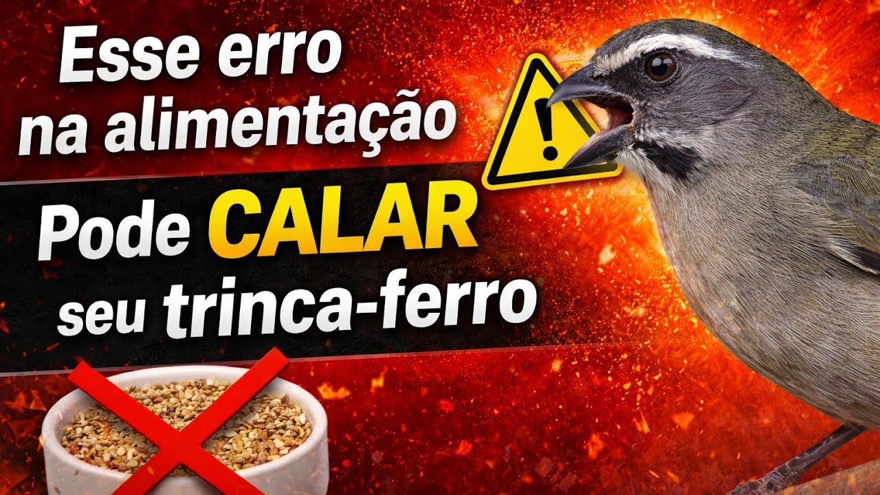 ✅ “Esse erro na alimentação está fazendo seu trinca-ferro parar de cantar”#trincaferro #passarinho