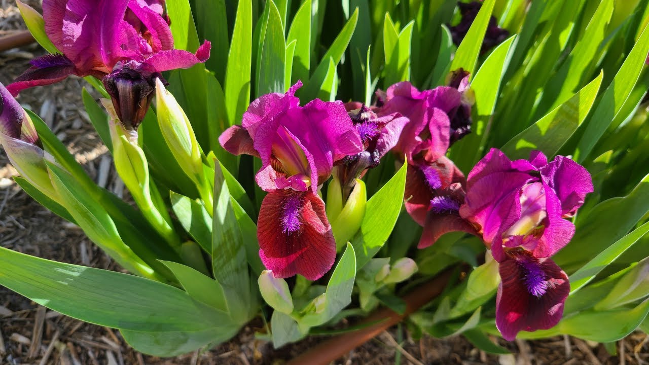 How to Have Iris Color Over a Long Bloom Season