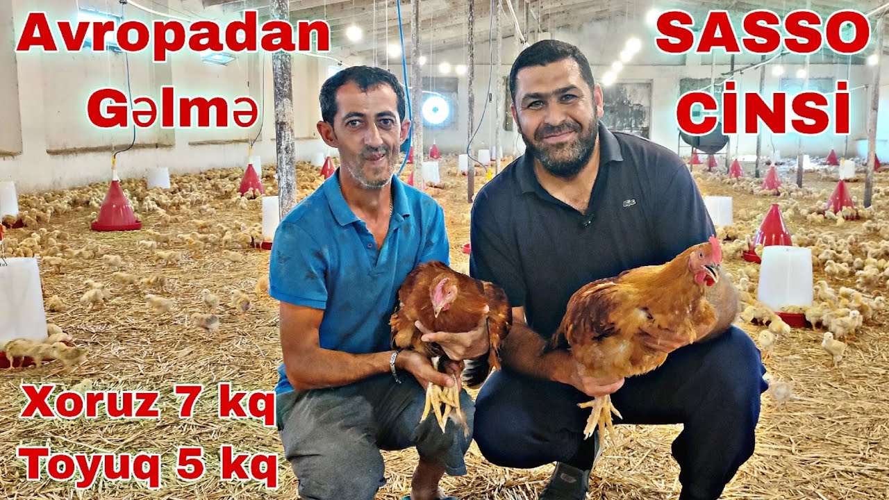 SASSO CİNSİ Cüceleri