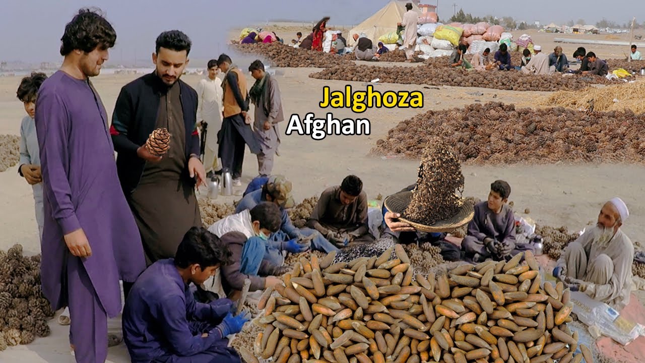 Afghan Jalghoza  | Pine nuts Market Khost | خوست جلغوزه