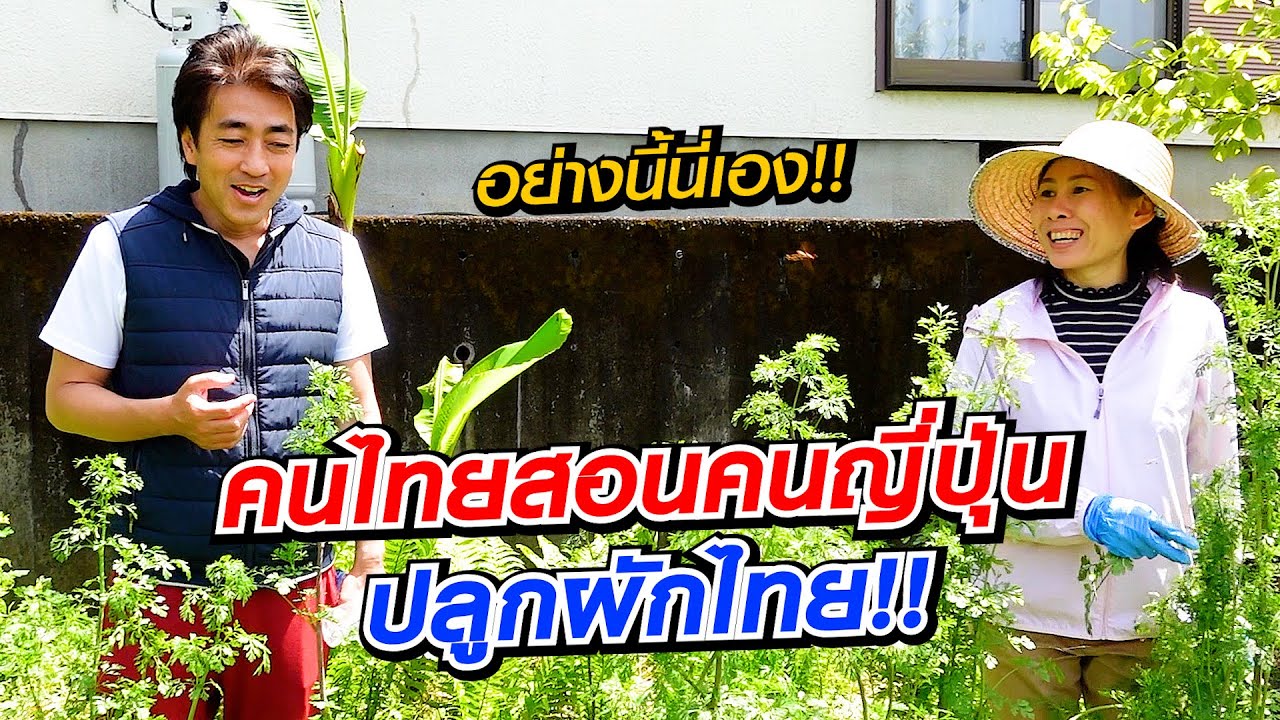คนไทยสอนคนญี่ปุ่นปลูกผักไทยไว้กินเอง!! Thai Vegetable l SUGOI JAPAN l 376