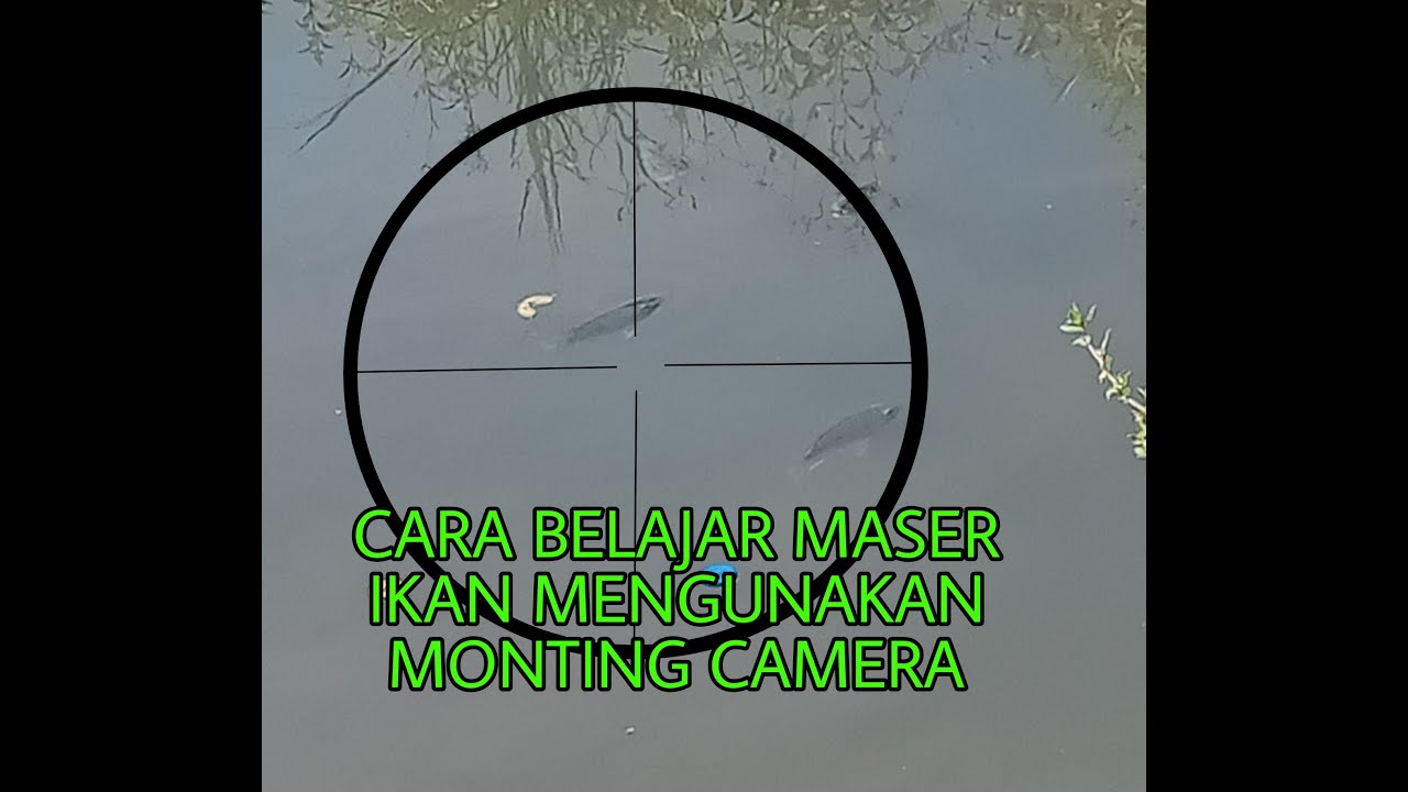 BELAJAR MASER IKAN AGAR SELALU TEPAT SASARAN MENGGUNAKAN MONTING CAMERA IKANNYA TERLIHAT JELAS