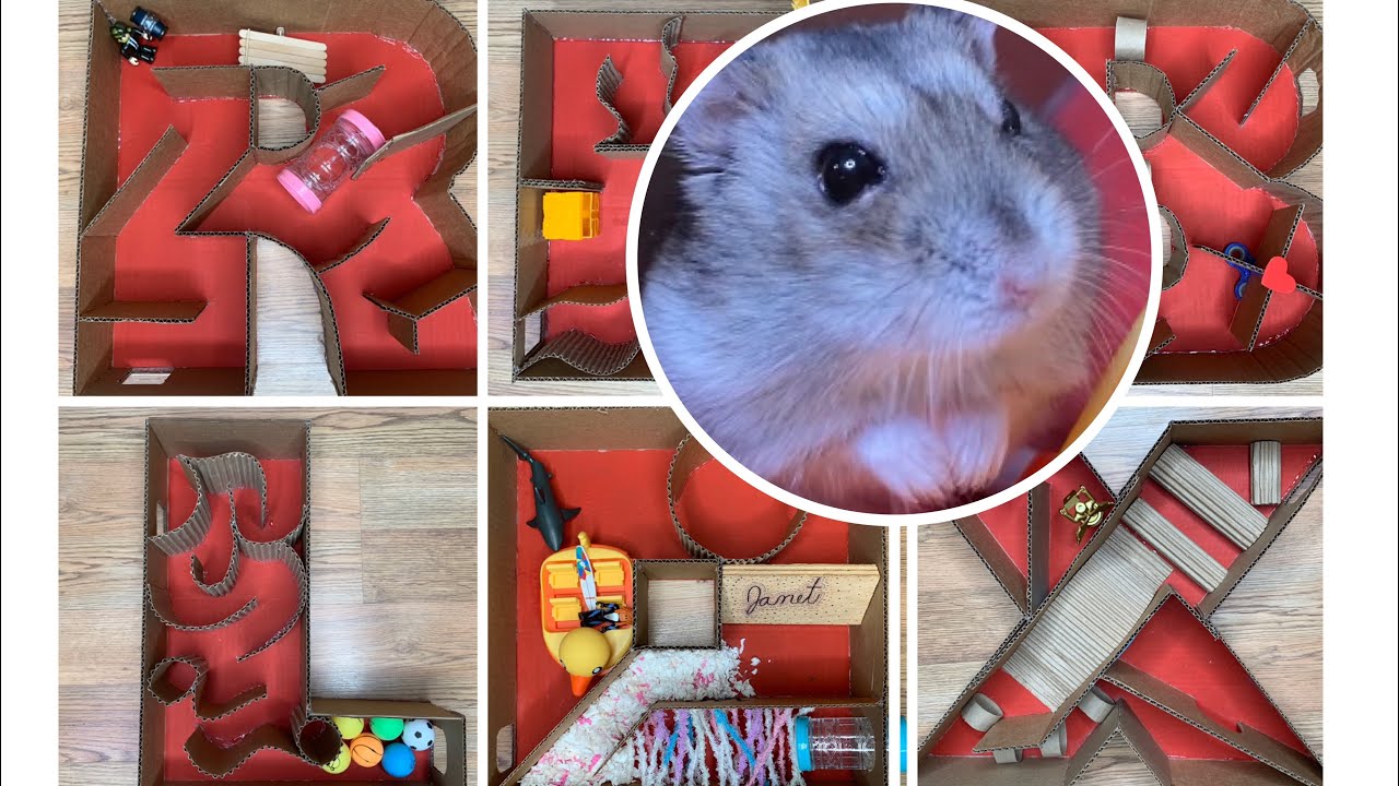 I Made a ROBLOX HAMSTER MAZE with Janet and Kate!