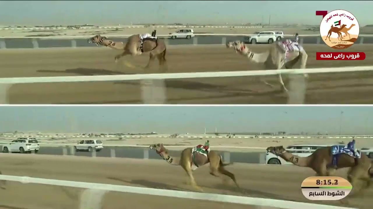 الشوط 7 ..  اسرار لـ احمد علي محمد بنواس الكتبي 12:25:90 (*مهرجان الامير الوالد 2026* )