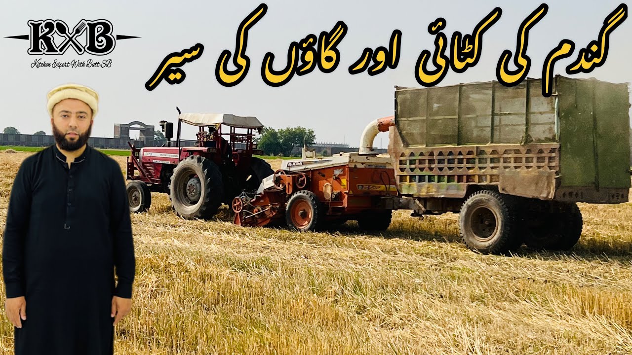 Gandum Ki Katai Ka Process | Wheat Harvesting Season | گندم کی کٹائی اور گاؤں کی سیر  | KXB