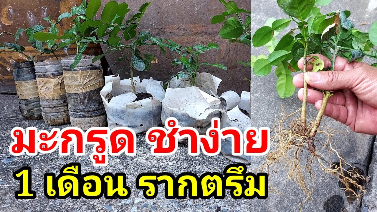 มะกรูด ขยายพันธุ์ง่ายๆ รากออกตรึม โตไว ลงปลูกได้เร็ว