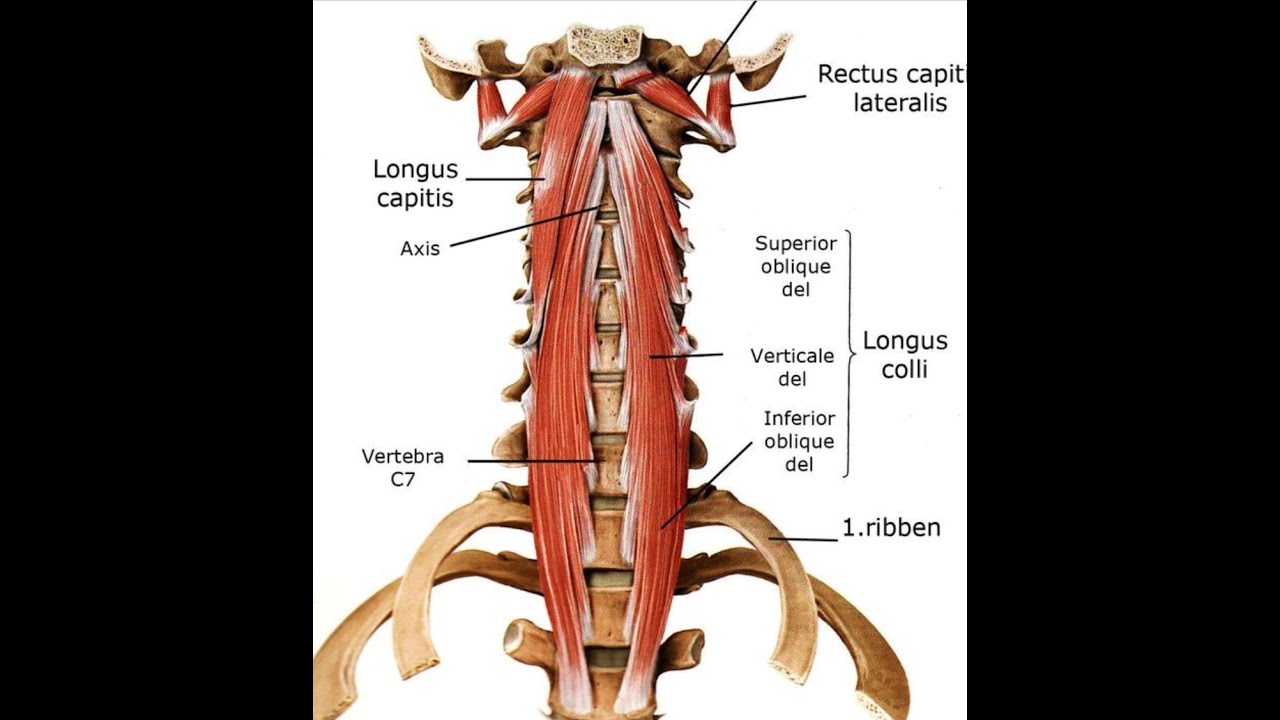 경장근(Longus colli),목 교정근육,메뉴얼테크닉,도수요법,마사지