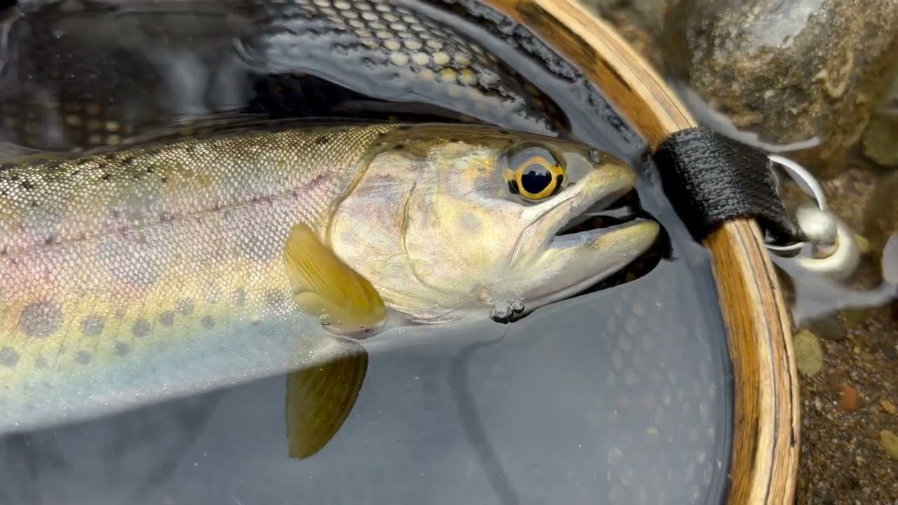 [FlyFishing] 2026년 2월 14일 오십천 지류와 본류권 산천어 탐색 | Fly Fising for Cherry Trout in Korea.