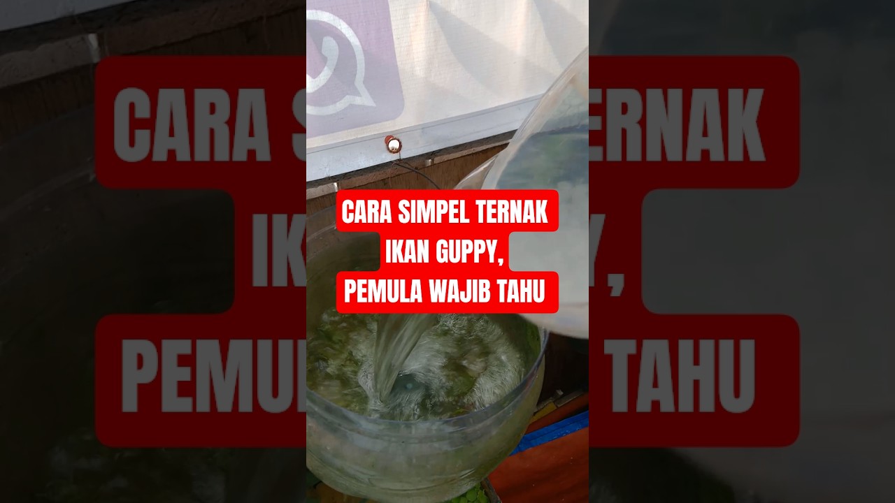 CARA SIMPEL BETERNAK GUPPY 