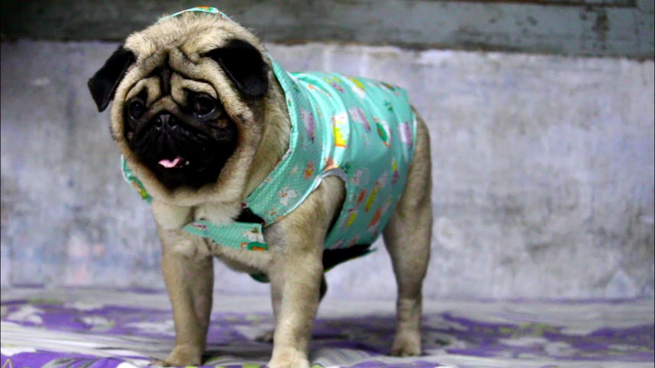 DIY How to make Rain coat / Weather suit for Pet at Home Tutorial - weekend fun