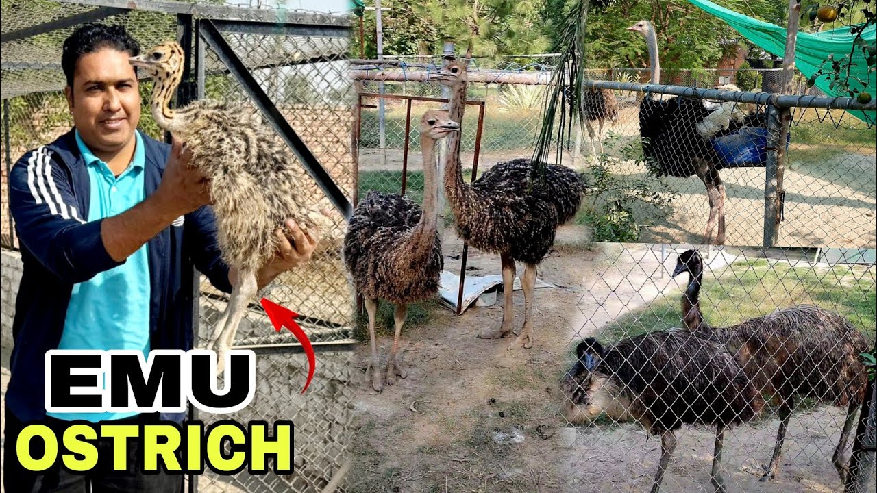 Farm House Ka Visit kiya|Ostrich Baby Lay Kar Gay| Biggest ostrich farm sheikhupura|