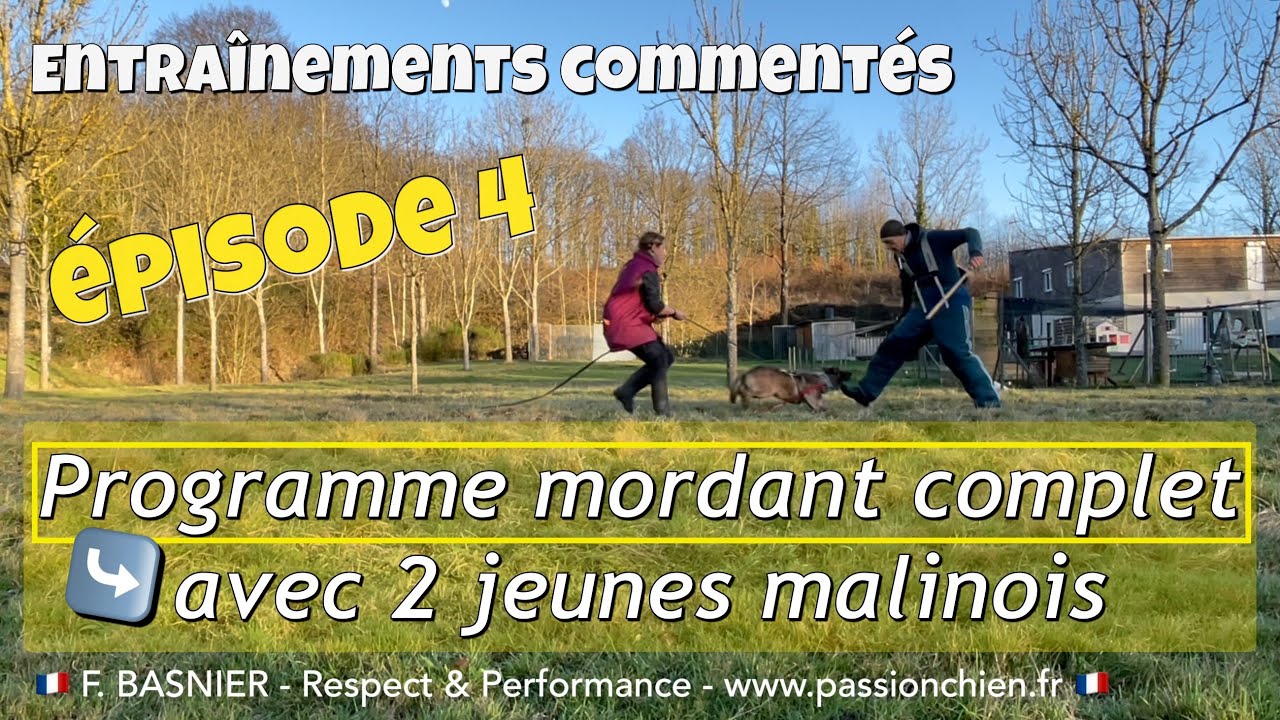 Entraînements commentés épisode 4 : construction d’un programme mordant avec des jeunes malinois