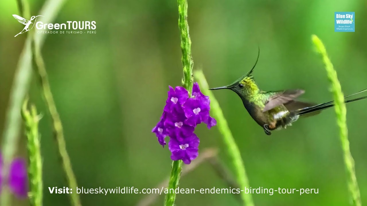 Andean Endemics Birding Tour, Peru - Green Tours | Blue Sky Wildlife