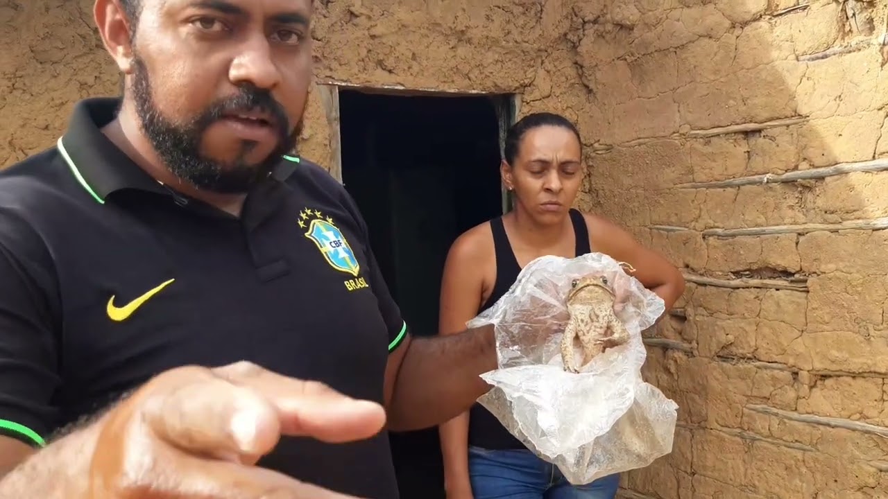 Sapo com a boca colada no sítio Altos.