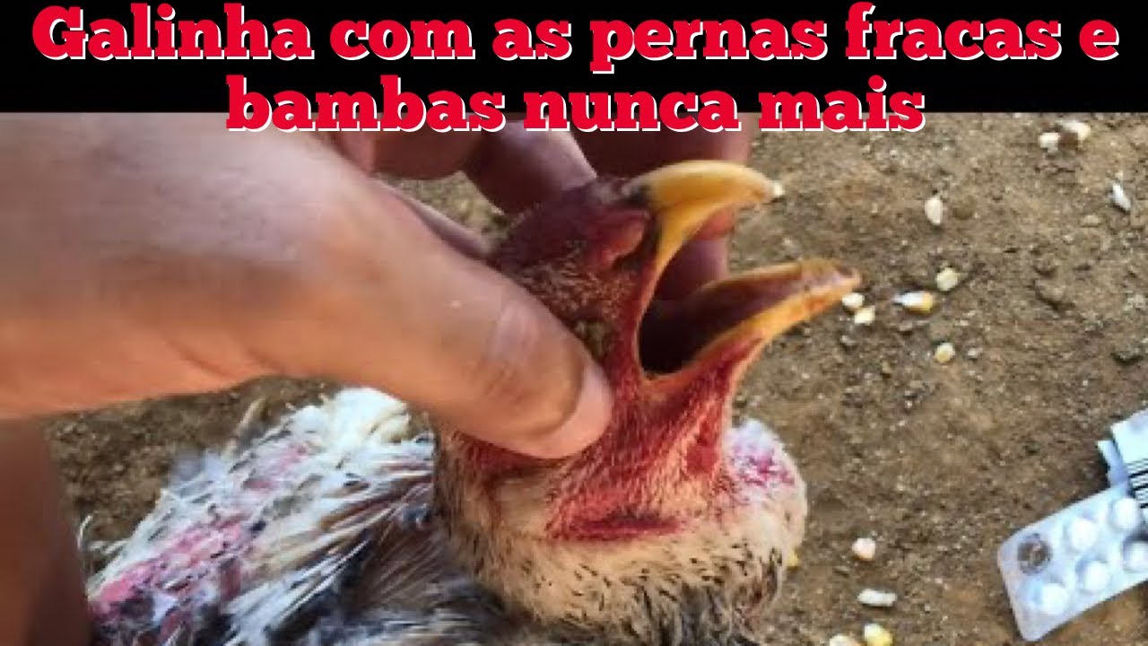 Tratamento galo e galinha com perna bamba com remédio de gente