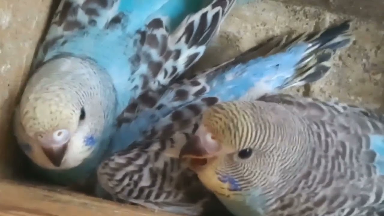 Calopsitas, periquitos australianos e outros pássaros #birds #pets #parrot #pajaro #fob