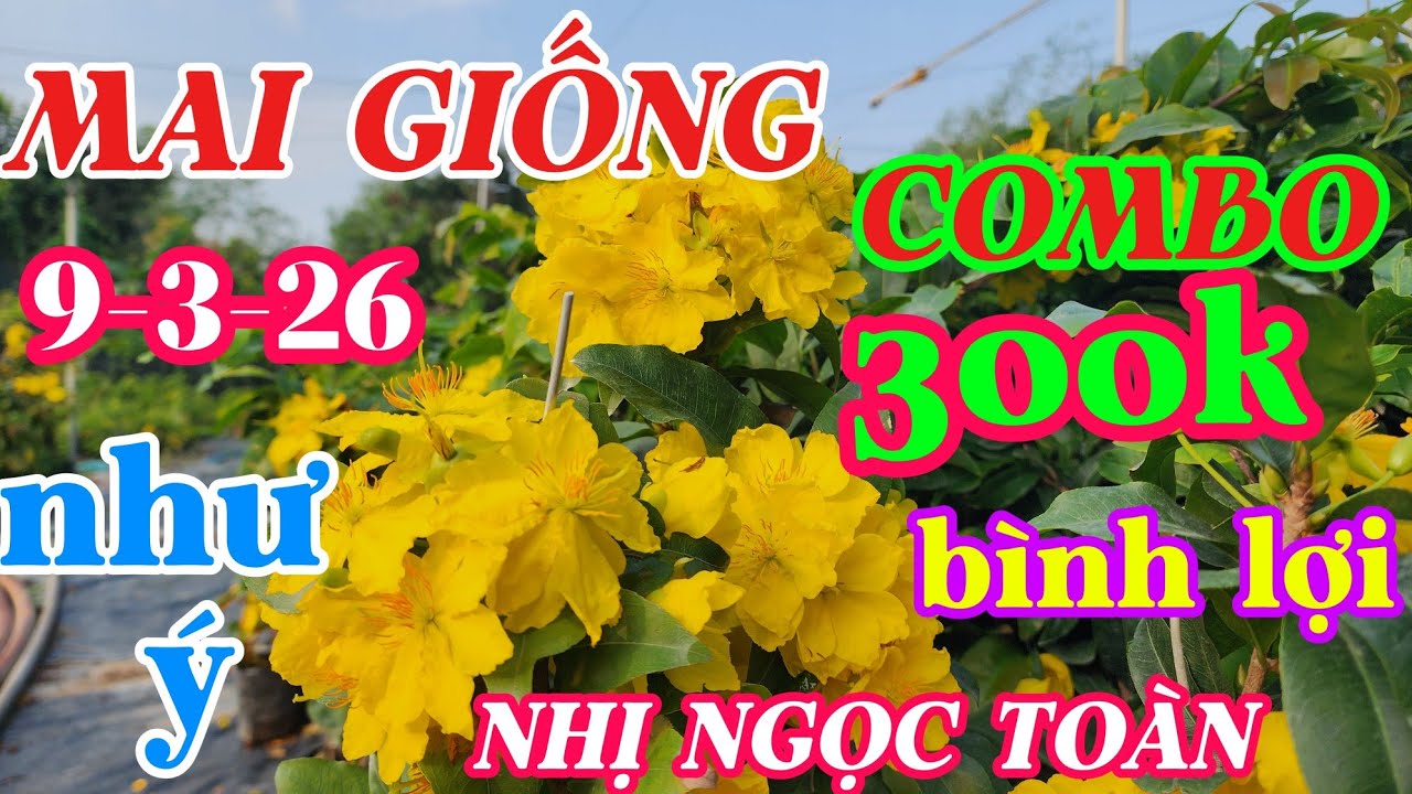 9-3-26 combo cây giống như ý, bình lợi,nhị ngọc toàn 0941488772