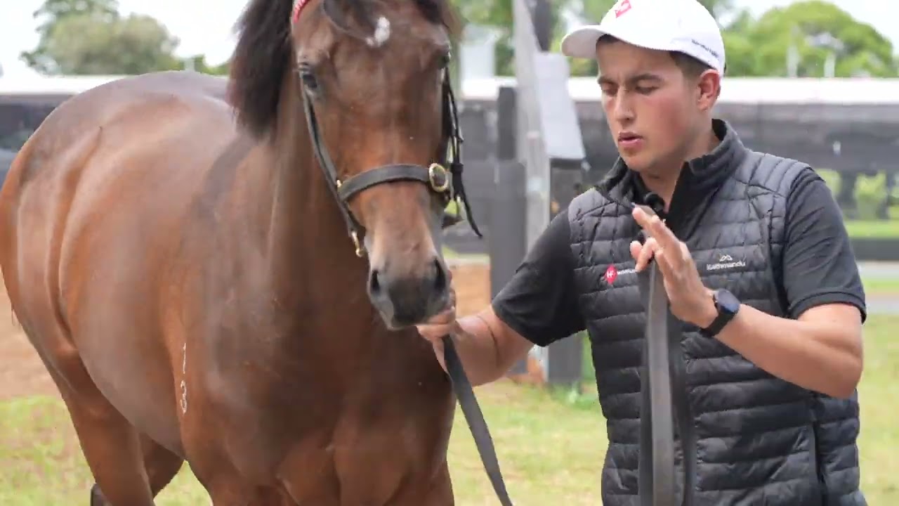 2025 NZB Karaka - Lot 123 - Per Incanto (USA) x Moet Belle (NZ) filly