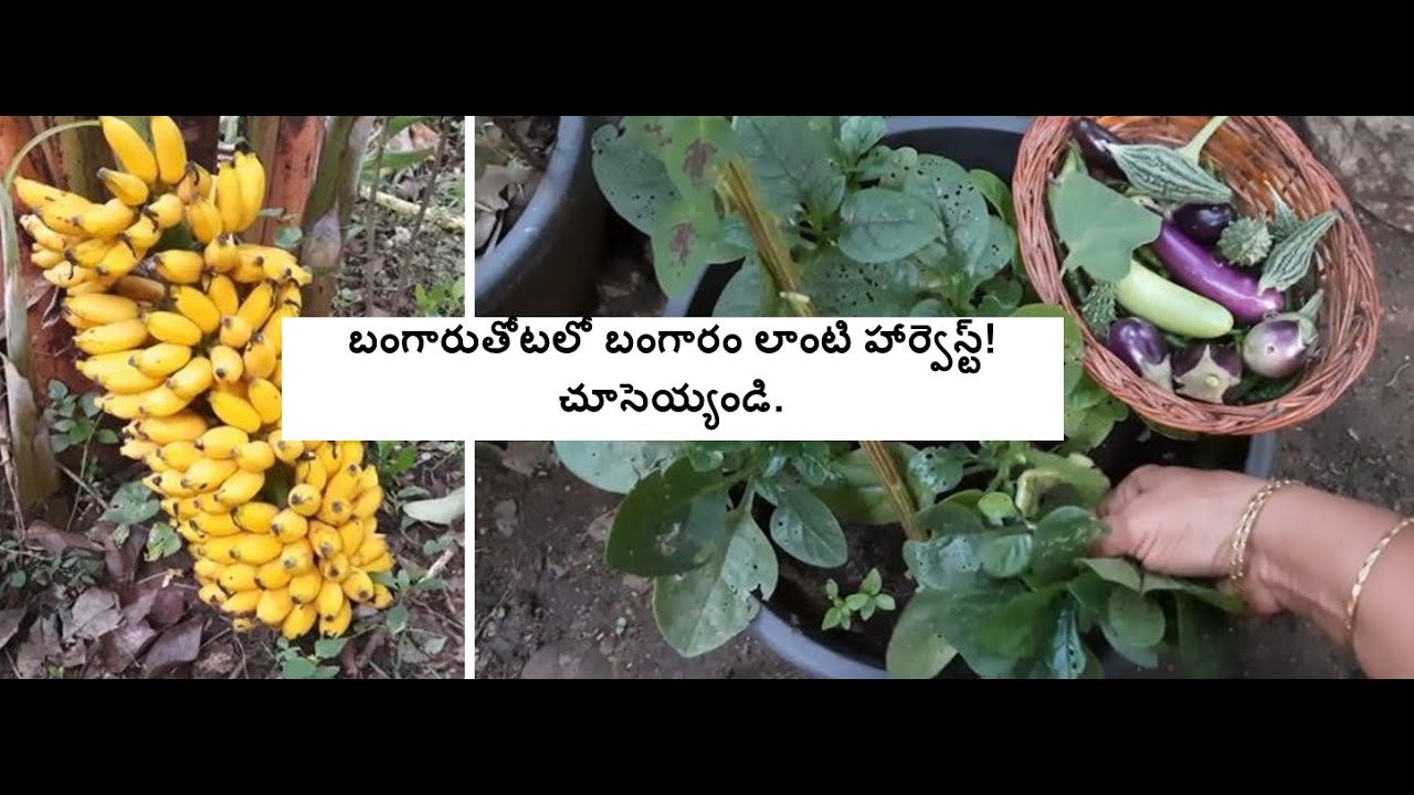 A happy harvest in our garden