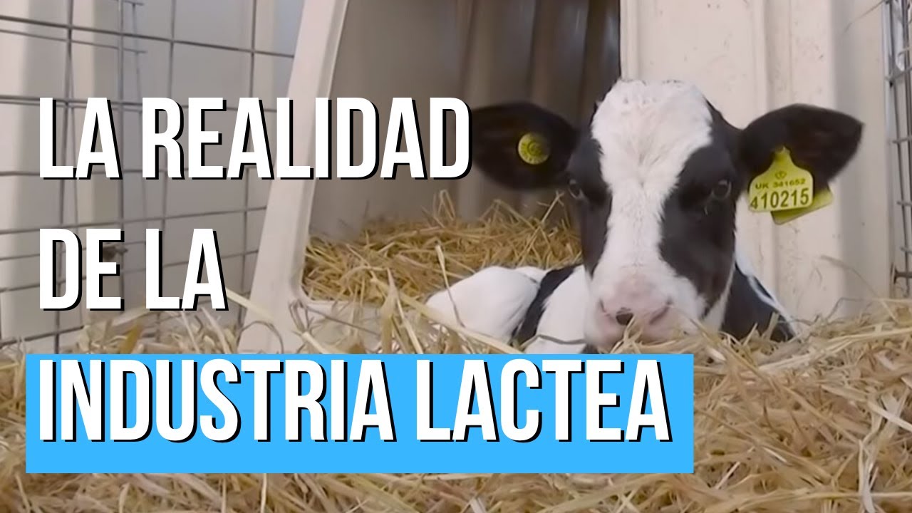El lado m&aacute;s SECRETO de la INDUSTRIA LACTEA