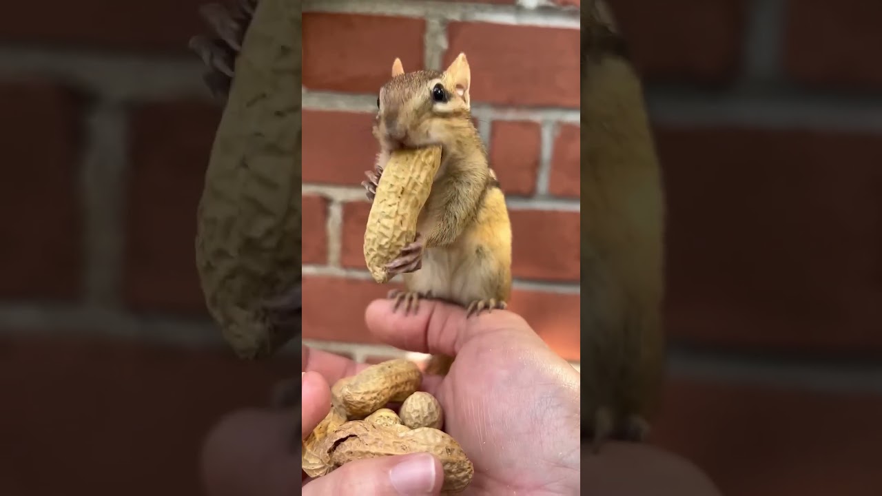 Chipmunk N Long peanut! 😁
