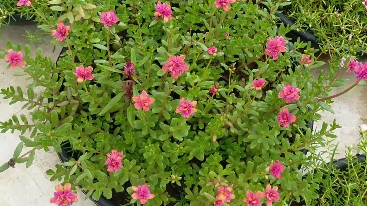 30 colours RS 300 for order whatsapp No 9025399073🌹 tablerose portulaca cindrella onlinesale shorts 